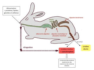 Schéma : la caecotrophie du lapin nain.