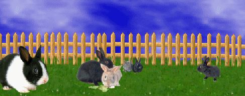 élevage de lapin nain en Suisse